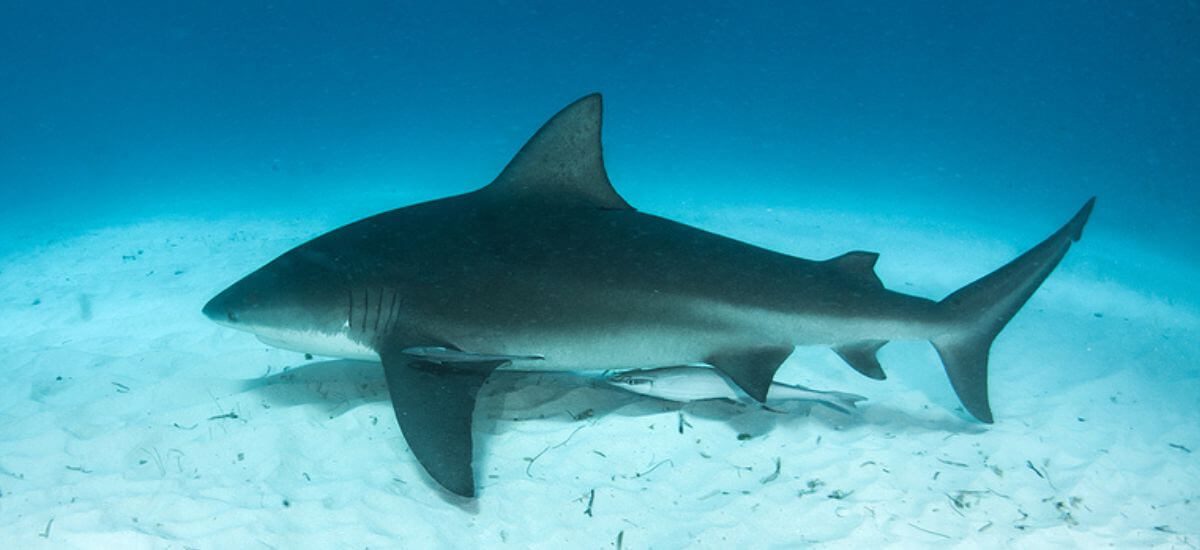 Bull Shark Diving Season in Cancun: What to Know