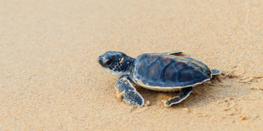 From Nesting to Release: Experiencing Sea Turtle Season Across Mexico’s Premier Destinations